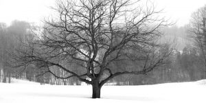 Tree in the winter